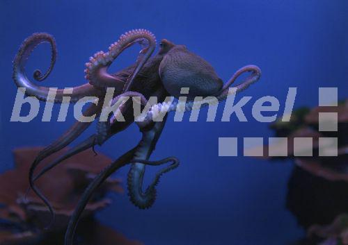 Blickwinkel Gemeiner Krake Gemeiner Octopus Polyp Octopus Vulgaris 