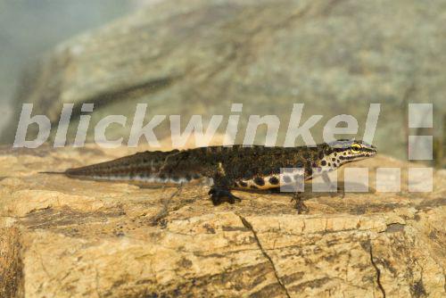 blickwinkel Teichmolch, TeichMolch, Streifenmolch, StreifenMolch