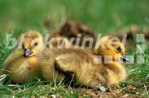 blickwinkel - Kanadagans, Kanada-Gans (Branta canadensis ...