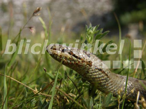 blickwinkel Glattnatter, GlattNatter, Gewoehnliche Glattnatter