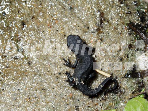 blickwinkel Japanischer Feuerbauchmolch (Cynops pyrrhogaster), im