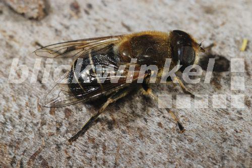 Mittlere Keilfleckschwebfliege (Eristalis interrupta), auf einem Ast sitzend<BR>Eristalis interrupta (Eristalis interrupta), sitting on a twig - biopix Mittlere Keilfleckschwebfliege (Eristalis interrupta), auf einem Ast sitzend<BR>Eristalis interrupta (Eristalis interrupta), sitting on a twig - biopix