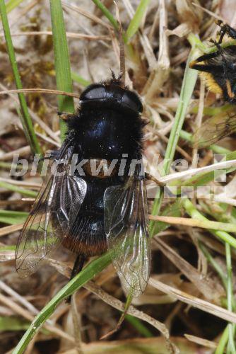 Pelzige Bienenschwebfliege (Eristalis intricaria), sitzend<BR>Eristalis intricaria (Eristalis intricaria), sitting - biopix Pelzige Bienenschwebfliege (Eristalis intricaria), sitzend<BR>Eristalis intricaria (Eristalis intricaria), sitting - biopix