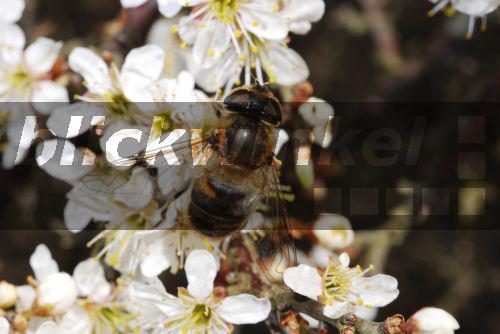Gemeine Keilfleckschwebfliege (Eristalis pertinax), auf Blueten sitzend<BR>Eristalis pertinax (Eristalis pertinax), sitting on blossoms - biopix Gemeine Keilfleckschwebfliege (Eristalis pertinax), auf Blueten sitzend<BR>Eristalis pertinax (Eristalis pertinax), sitting on blossoms - biopix