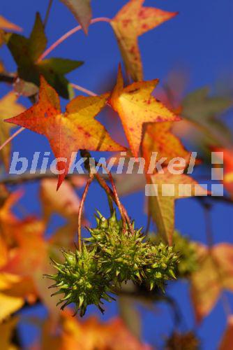 blickwinkel Amerikanischer Amberbaum, Storaxbaum, StoraxBaum