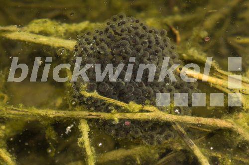 blickwinkel - Italienischer Springfrosch (Rana latastei), Laich