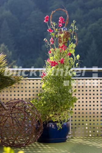 blickwinkel - Duft-Wicke, Garten-Wicke, Duft-Platterbse (Lathyrus