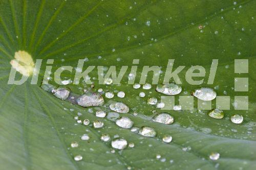 blickwinkel-indische-lotosblume-indische-lotusblume-nelumbo