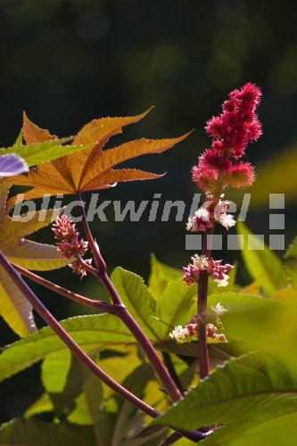 blickwinkel Rizinus, RizinusStaude, Rizinusstaude, Wunderbaum