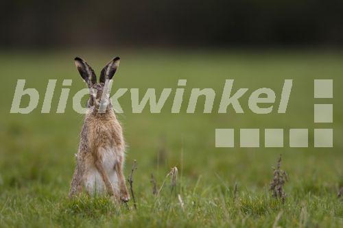 blickwinkel Europaeischer Hase, Europaeischer Feldhase