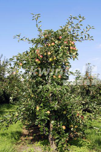 blickwinkel Apfelbaum, KulturApfel (Malus domestica), Apfelbaum mit