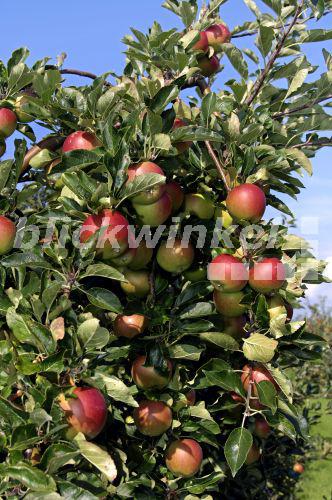 blickwinkel Apfelbaum, KulturApfel (Malus domestica), Apfelbaum mit