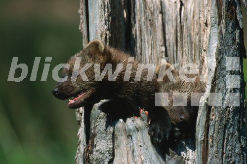 Fischermarder Fischermarder