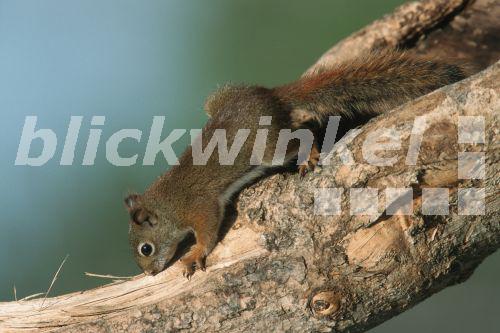 Rothoernchen, Rot-Hoernchen, Hudson-Hoernchen, Hudsonhoernchen, Feh (Tamiasciurus hudsonicus), auf einem Ast, USA<BR>eastern red squirrel, red squirrel (Tamiasciurus hudsonicus), on a twig, USA - K. Wothe Rothoernchen, Rot-Hoernchen, Hudson-Hoernchen, Hudsonhoernchen, Feh (Tamiasciurus hudsonicus), auf einem Ast, USA<BR>eastern red squirrel, red squirrel (Tamiasciurus hudsonicus), on a twig, USA - K. Wothe