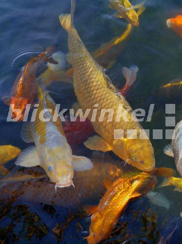 blickwinkel Koi, KoiKarpfen, Koikarpfen (Cyprinus carpio), mehrere
