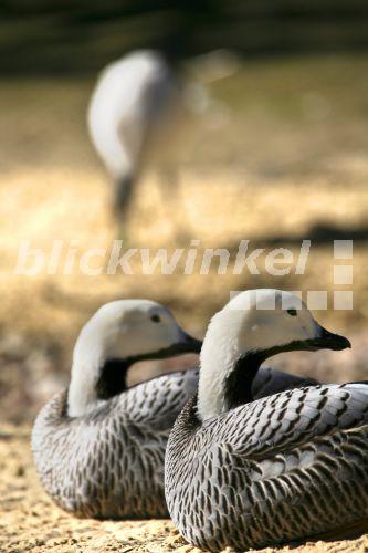 blickwinkel - Kaisergans, Kaiser-Gans (Anser canagicus), zwei Tiere ion