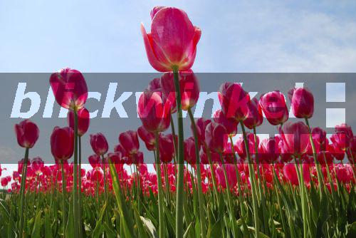 blickwinkel - Gartentulpe, Garten-Tulpe, Tulpe (Tulipa ...