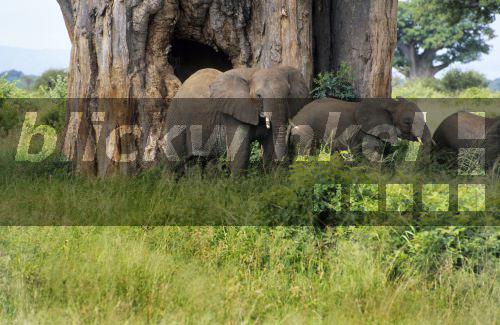 blickwinkel Afrikanischer Elefant (Loxodonta africana