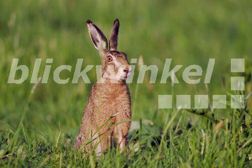 blickwinkel Europaeischer Hase, Europaeischer Feldhase