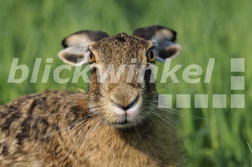 blickwinkel Europaeischer Hase, Europaeischer Feldhase