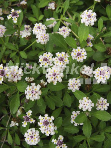 blickwinkel - Teppichverbe, Teppich-Verbene, Phyla (Phyla ...