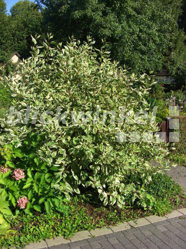 blickwinkel Weissbunter Hartriegel, WeissBunter Hartriegel, Weisser