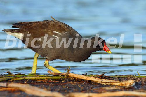 blickwinkel Teichhuhn, TeichHuhn, Teichralle, TeichRalle (Gallinula