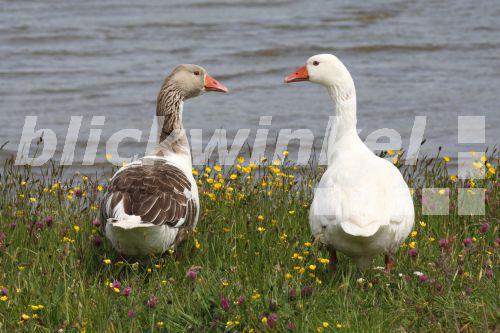 blickwinkel Hausgans, HausGans (Anser anser f. domestica