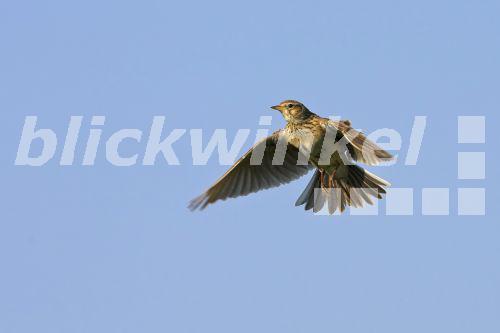 Feldlerche, Feld-Lerche (Alauda arvensis), im Flug, Vogel des Jahres 2019, Deutschland<BR>Eurasian sky lark (Alauda arvensis), flying, Germany - McPHOTO/M. Schaef Feldlerche, Feld-Lerche (Alauda arvensis), im Flug, Vogel des Jahres 2019, Deutschland<BR>Eurasian sky lark (Alauda arvensis), flying, Germany - McPHOTO/M. Schaef