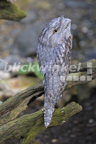blickwinkel Eulenschwalm, EulenSchwalm, Froschmaul (Podargus