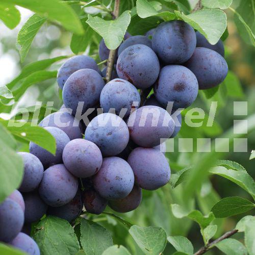 Blickwinkel Pflaume Pflaumenbaum Zwetschge Zwetschgenbaum Prunus Domestica Sorte The Czar European Plum Prunus Domestica Cultivar The Czar Mcphoto H R Mueller