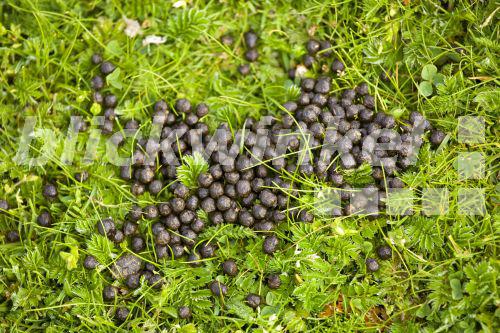 blickwinkel-europaeisches-wildkaninchen-oryctolagus-cuniculus