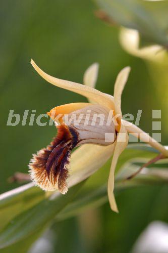 Coelogyne, C. fimbriata (Coelogyne fimbriata), Bluete<BR>Coelogyne (Coelogyne fimbriata), flower - C. Stenner Coelogyne, C. fimbriata (Coelogyne fimbriata), Bluete<BR>Coelogyne (Coelogyne fimbriata), flower - C. Stenner