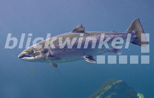 blickwinkel - Atlantischer Lachs, Salm, Lachs (Salmo salar), schwimmend ...