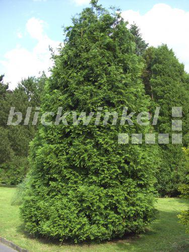 blickwinkel Hiba, HibaLebensbaum, Hibalebensbaum (Thujopsis