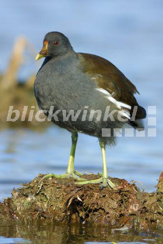 blickwinkel Teichhuhn, TeichHuhn, Teichralle, TeichRalle (Gallinula