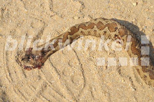 Blickwinkel Sandotter Sand Otter Europaeische Hornotter Hornviper Sandviper Vipera Ammodytes Erschlagene Sandotter Griechenland Peloponnes Messinien Sand Viper Nose Horned Viper Vipera Ammodytes Struck Sand Viper Greece Peloponnes