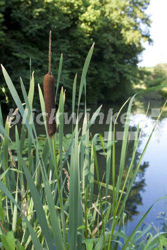 blickwinkel Breitblaettriger Rohrkolben (Typha latifolia), fruchtend