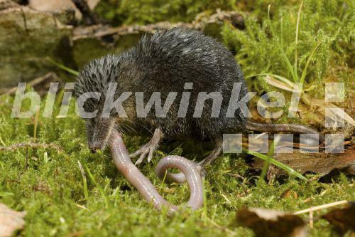 blickwinkel Sumpfspitzmaus, Kleine Wasserspitzmaus (Neomys anomalus