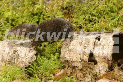 blickwinkel Sumpfspitzmaus, Kleine Wasserspitzmaus (Neomys anomalus