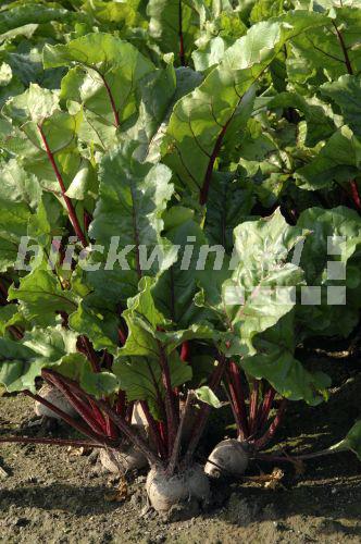 blickwinkel - Beta-Ruebe, Runkelruebe, Rote Beete (Beta vulgaris ...