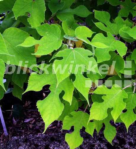 blickwinkel - Papiermaulbeerbaum, Papier-Maulbeerbaum, Papiermaulbeere