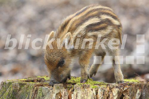 blickwinkel Wildschwein, WildSchwein, Schwarzwild (Sus scrofa