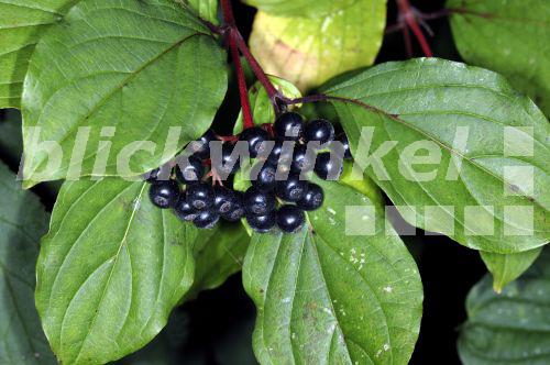 blickwinkel Blutroter Hartriegel, Roter Hartriegel (Cornus sanguinea