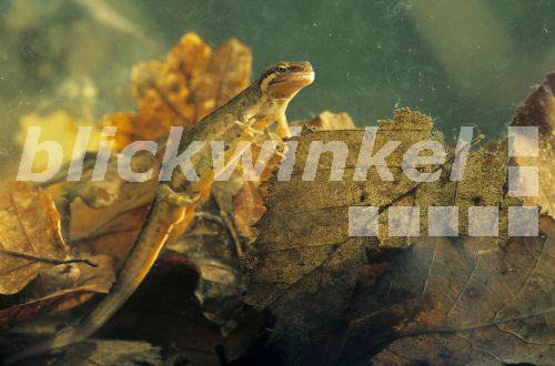 blickwinkel Teichmolch, TeichMolch, Streifenmolch, StreifenMolch