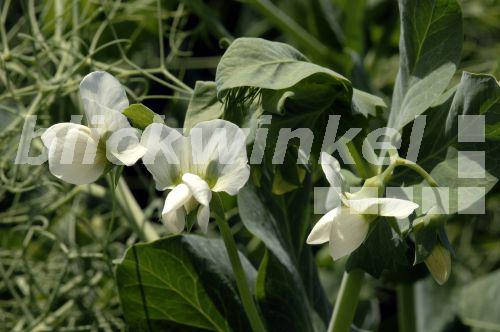 blickwinkel - Futter-Erbse, Futtererbse, Acker-Erbse, Acererbse, Erbse