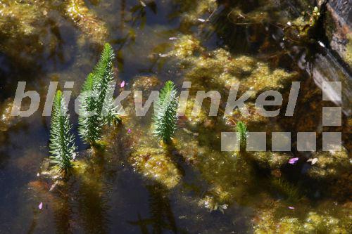 blickwinkel Tannenwedel (Hippuris vulgaris), in einem veralgten Teich