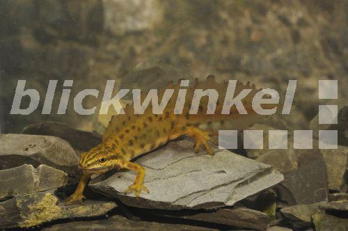 blickwinkel Teichmolch, TeichMolch, Streifenmolch, StreifenMolch