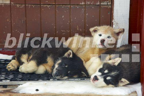 blickwinkel Groenlandhund, Grønlandshund (Canis lupus f. familiaris