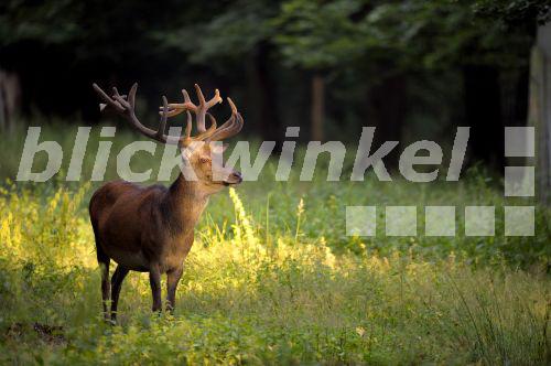 blickwinkel - Rothirsch, Rot-Hirsch, Edelhirsch, Edel-Hirsch, Rotwild ...